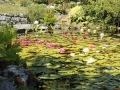 Lily_pond