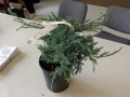 Bonsai_-_Blue_carpet_juniper.jpg