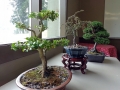 Bonsai_-_older_trees.jpg