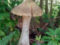 2nd_-_large_wooden_mushroom