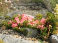 1st_-flowers_on_rocks