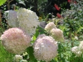 Hydrangea Limelight