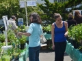 Garden Club Flower Show 2012 055