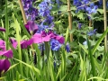 4th_colourful_iris_and_delphiniums