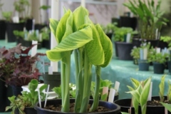 2018-04-21-Plant-Sale-2-hostas