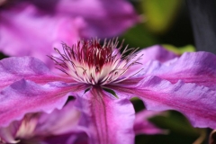 2020-05-23-Open-Gardens-5.-clematis-closeup