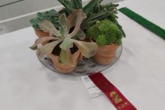 20210918-Collection-Six-succulents-2nd-scaled