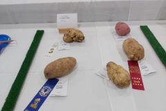 20210918-Largest-potato-entries-scaled