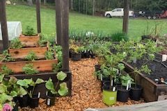 2021-Online-plant-sale-IMG_0159-1-rotated