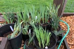 2021-Online-plant-sale-IMG_0167-1-rotated