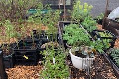 2021-Online-plant-sale-IMG_0171-1-rotated