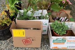 2021-Online-plant-sale-IMG_0190-1-rotated