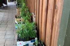 2021-Online-plant-sale-IMG_0191-1-rotated