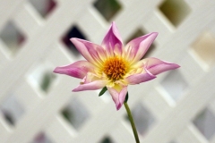 2022-09-17-CowEx-from-Willie-Fancy-pants-dahlia