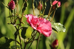 2022-07-13-OG-Allison-Barber-7-rose-buds-water-droplets