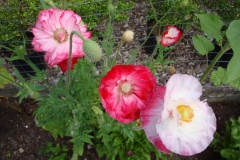 2022-07-10-OG-Darlene-Veitch-picnic-poppies-2