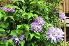 2022-06-12-OG-Diane-McAmmond-2-Clematis