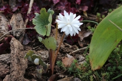 2022-04-23-OG-Karen-Wade-bloodroot