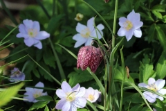 2022-04-23-OG-Karen-Wade-fritillaria-woodland-anemone