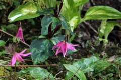 2022-04-23-OG-Karen-Wade-pink-fawn-lily-trillium