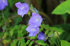 2022-06-26-OG-Sally-Smith-campanula-in-shade