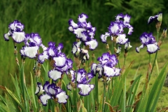 2022-06-07-OG-Sharol-Tomshak-6-iris-close-up