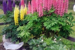 2022-06-07-OG-Sharol-Tomshak-8-colourful-lupins