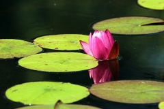 2022-07-24-OG-Sylvia-Scott-pink-water-lily