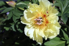 2023-05-28-Open-Garden-Malcolm-Ho-You-Itoh-Peony