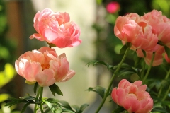 2023-05-28-Open-Garden-Malcolm-Ho-You-Peachy-peonies