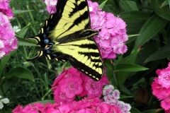 2023-06-21-Bus-Tour-Cameron-Kidd-8-Swallowtail-butterfly