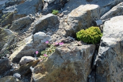 2023-06-21-Bus-Tour-Peter-Pinfold-6-big-rocks-new-plantings