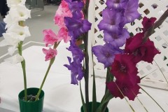 2023-09-15-CowEx-Karen-Wade-2-gladiolus-crop