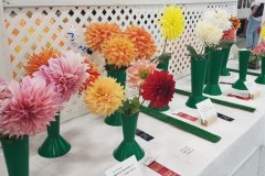 2023-09-15-CowEx-Karen-Wade-3-dahlias-crop