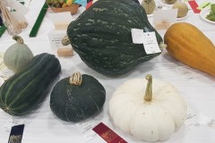 2023-09-15-CowEx-Karen-Wade-7-squashes-crop