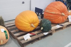 2023-09-15-CowEx-Karen-Wade-large-pumpkins-crop