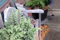 2023-06-27-Open-Garden-Allison-Barber-2-fern-corner