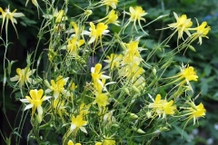 2023-06-27-Open-Garden-Allison-Barber-5-yellow-columbine