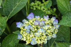 2023-06-27-Open-Garden-Barb-Tymchuk-5-emerging-hydrangeas