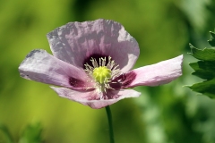 2023-06-27-Open-Garden-Barb-Tymchuk-7-poppy