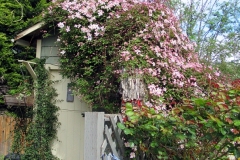 2023-05-07-Open-Garden-Carol-Stiles-clematis