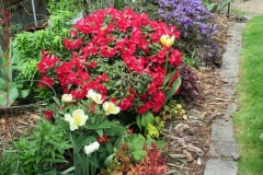 2023-05-07-Open-Garden-Karen-Wade-border-flowers