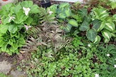 2023-05-07-Open-Garden-Karen-Wade-trilliums-ferns-hostas