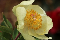 2023-05-07-Open-Garden-Karen-Wade-yellow-peony-close-up