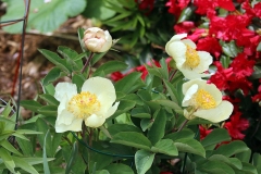 2023-05-07-Open-Garden-Karen-Wade-yellow-peony