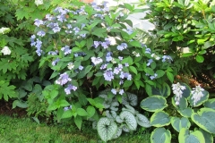 2023-07-07-Open-Garden-Willie-Harvie-1-hydrangeas