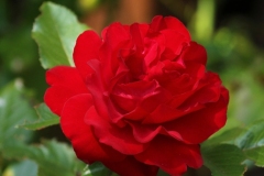 2023-07-07-Open-Garden-Willie-Harvie-3-one-red-rose