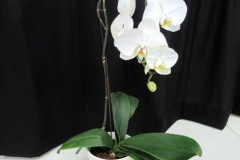 2023-05-27-Flower-Show-Class-42-Orchid