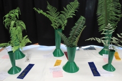 2023-05-27-Flower-Show-Ferns-tie-for-first