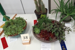 2023-05-27-Flower-Show-potted-plants